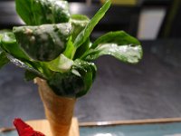 Impression-2
